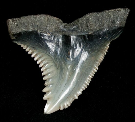 Hemipristis Shark Tooth Fossil - SC #4326